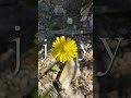 Joy Lives in the Small Moments