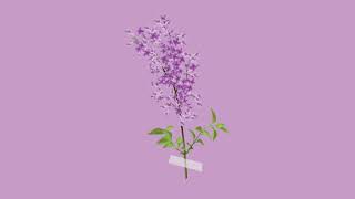 Vídeo de Lilac