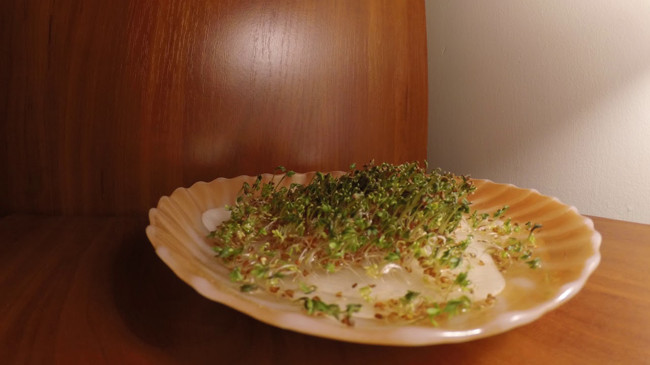 Cuckooflower Timelapse 4k 6000x