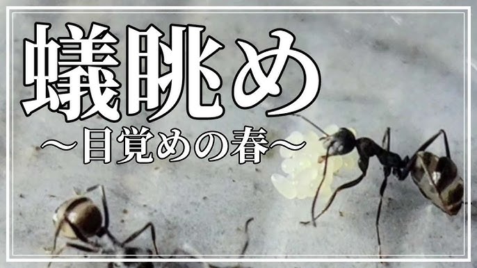 蟻界のアイドル】キイロシリアゲアリのワーカーが誕生！／汚れ（カビ）にシビアに...／冬を越えて春に爆発...／【キイシリ】 - Youtube