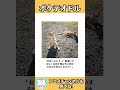 【ネコガミ】動物でボケテオドルPart100★★★
