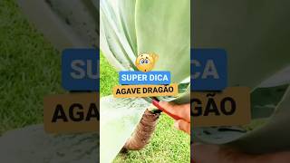 COMO LIMPAR AGAVE DRAGÃO