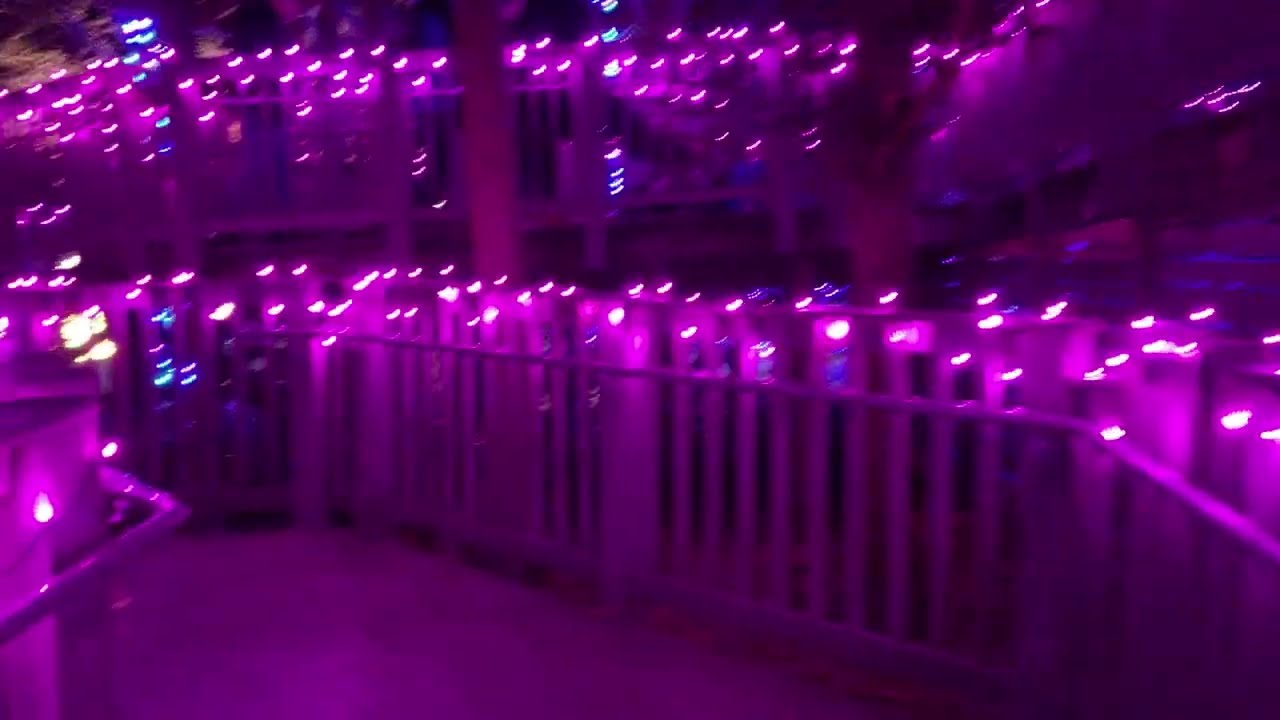 Dominion Energy Garden of Lights 2024 at Lewis Ginter Botanical Garden with Robin on the Road