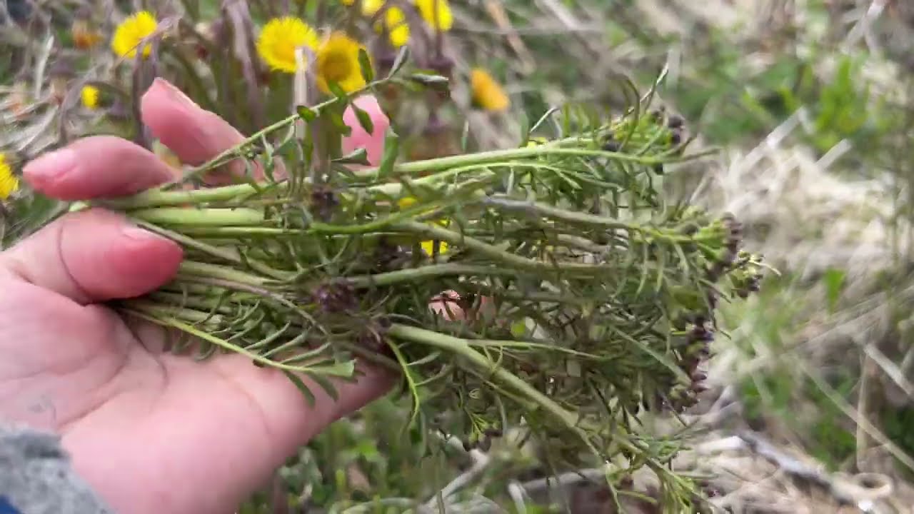 หาเลาะเก็บผักป่ากัน มื้อได้มาหลายชนิดเลย08.05.24