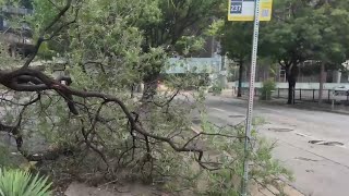 Tornado y fuertes vientos azotan Dallas: árboles caídos y calles llenas de escombros