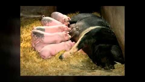 Backlink Beast Software - Matt Callen