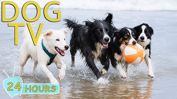 DOG TV: Videos Happy Entertain for Dogs to Watch When Home Alone All Day - Best Music for Dogs