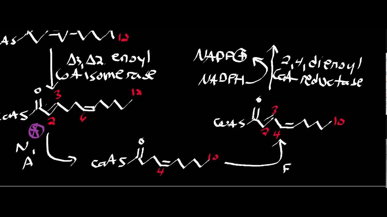 Biochemistry Basics of Polyunsaturated Fat Oxidation YouTube