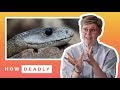 How deadly are australian snakes  reaction