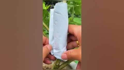 Dùng Giấy và nha đam để chiết cành kết quả thật bất ngờ