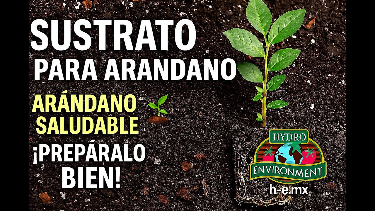 compost de agujas de pino, arándanos y diabetes compost de agujas de pino, arándanos y diabetes
