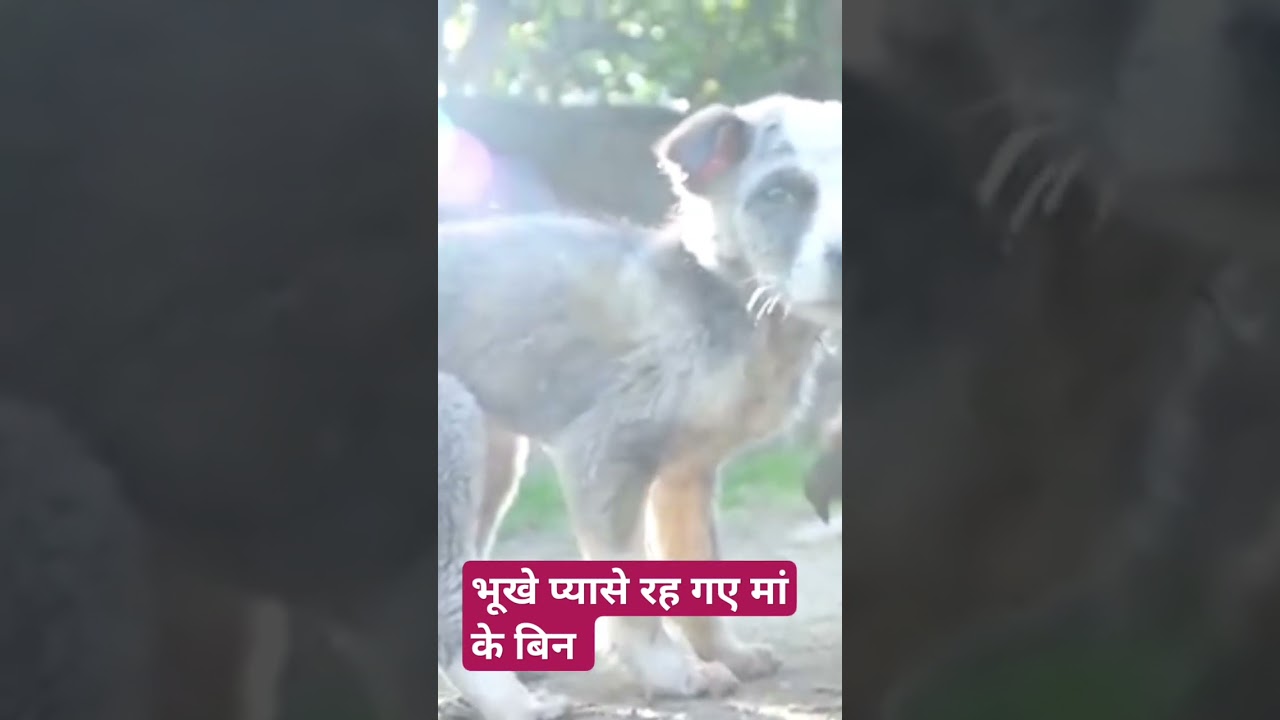 Bhooke pyase Rh gye maa bin