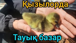 ҚЫЗЫЛОРДА ТАУЫҚ БАЗАР ЖАНУАРЛАР БАҒАЛАРЫ.