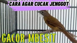 Download Lagu TIPS CARA SETTING CUCAK JENGGOT AGAR GACOR DAN NGEBESIT PANJANG RAPET MP3