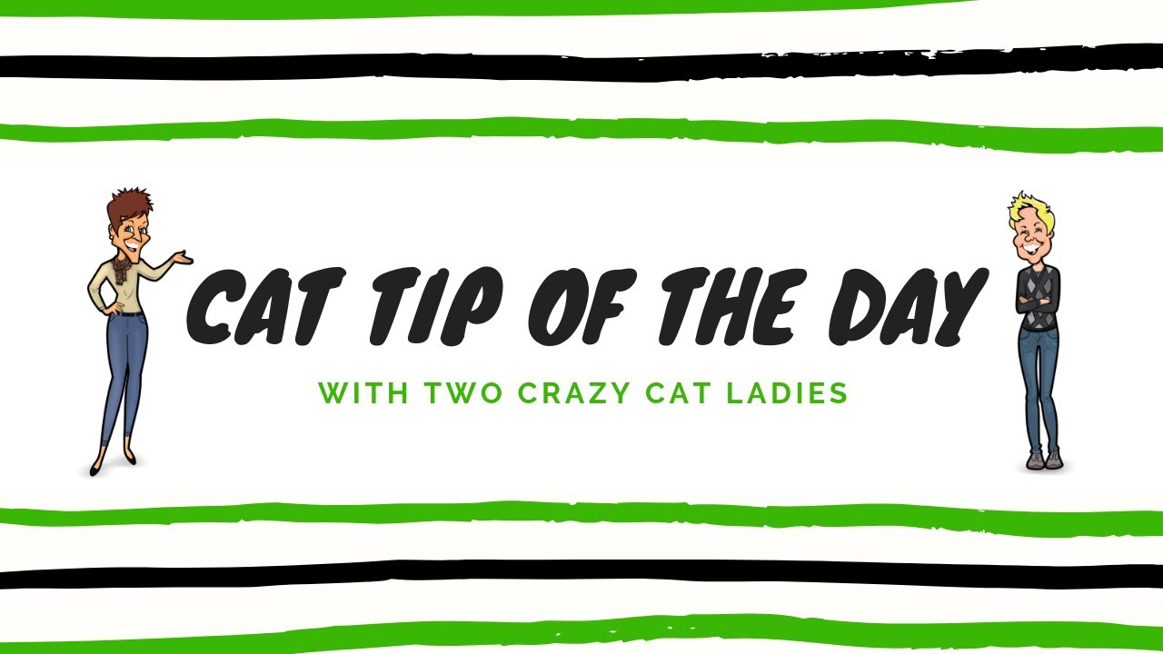 feline leukemia vaccine side effects What's In Your Cat's Food? | Two Crazy Cat Ladies