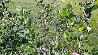 Picking Sweet Maine Blueberries @ Estes Blueberry Farm ( Buxton, Maine)