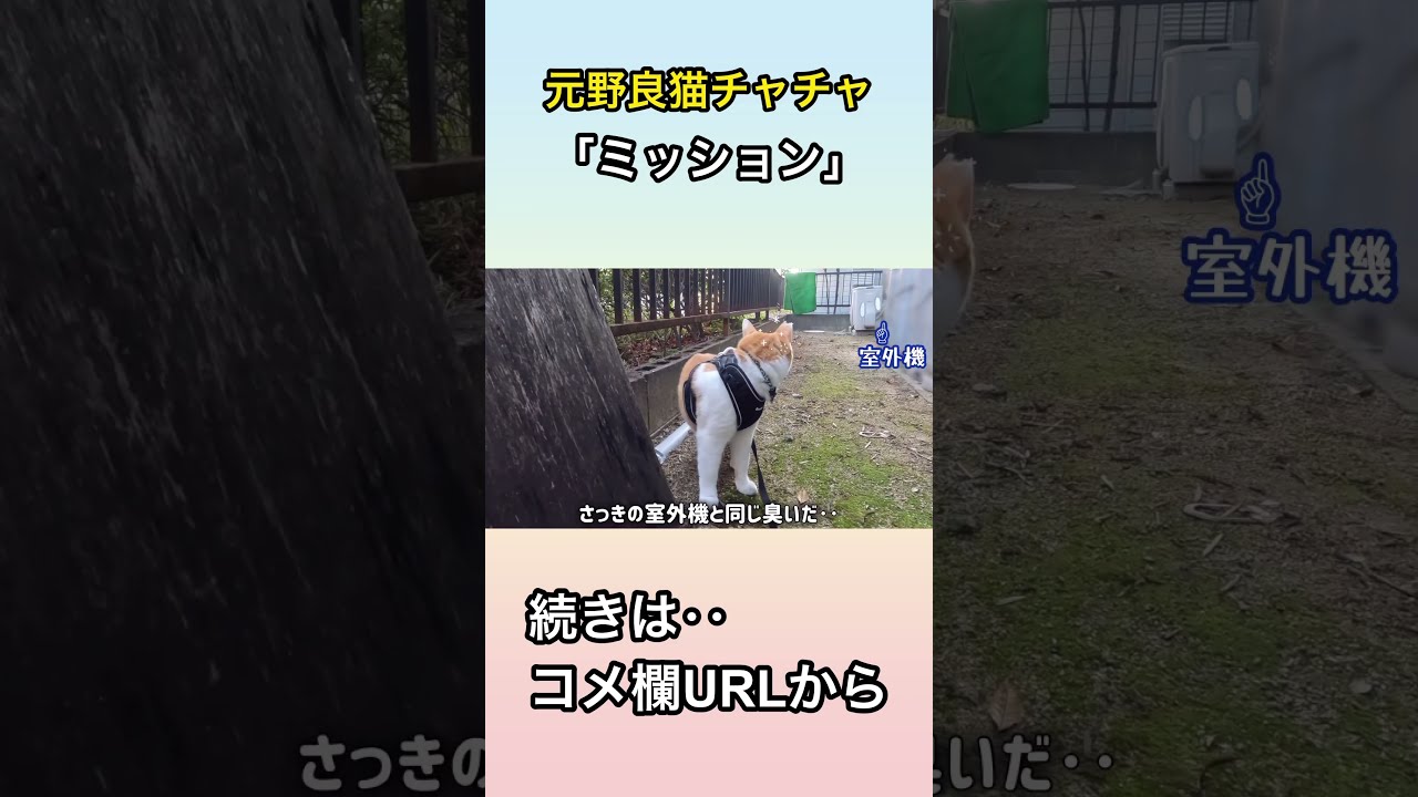 猫に与えられたミッション