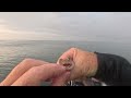 Ambitious Lizard fish