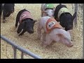 PIG RACING at the Fair - CALIFORNIA