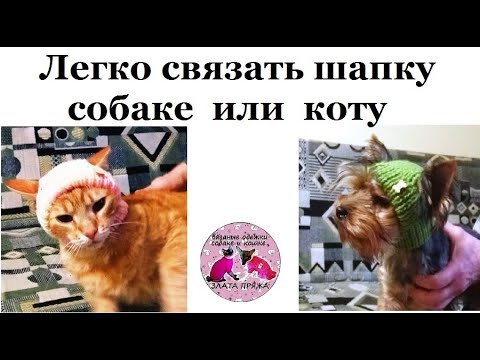 Легко свяжем шапку для собаки или кота