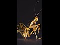 Watch How We Create a Stunning Mantis Sculpture Out of Pure Gold #Shorts