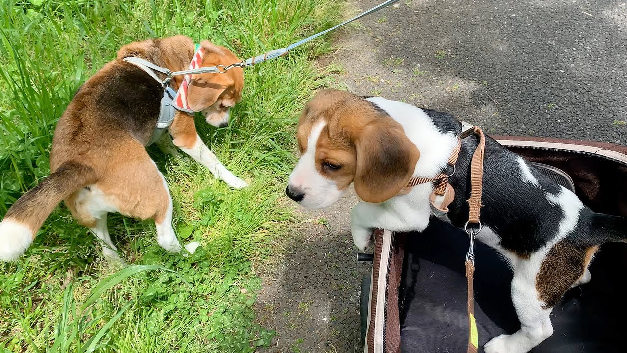 【子犬の社会化】初めてのカート散歩で箱乗りノリノリな子犬【ビーグル多頭飼い】Beagle Puppy YouTube