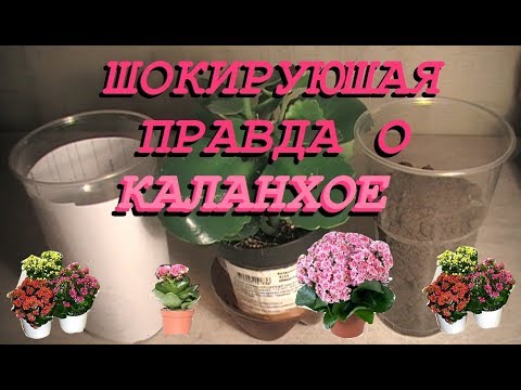 Каландива микс 12 уход в домашних условиях