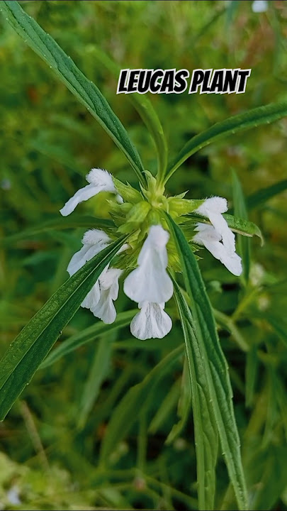 #Leucas Plant#plants #nature #flowers #plantsofyoutube #garden #plant#medicine #Natural