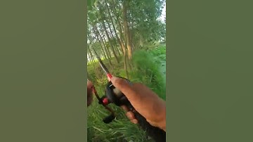 Câu Cá Lóc Trong Ao Sen #Shorts #LiangShaoFishing