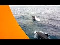 Sunset Dolphin Safari @ Lily Beach Resort &amp; Spa, Maldives