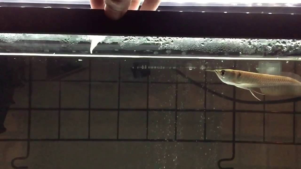 シルバーアロワナ 稚魚 捕食 Youtube シルバーアロワナ 稚魚 捕食 Youtube