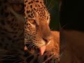 Amazing close up of jaguar grooming