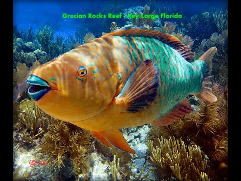 Grecian Rocks Reef - Key Largo Florida Snorkeling July 2022 - YouTube