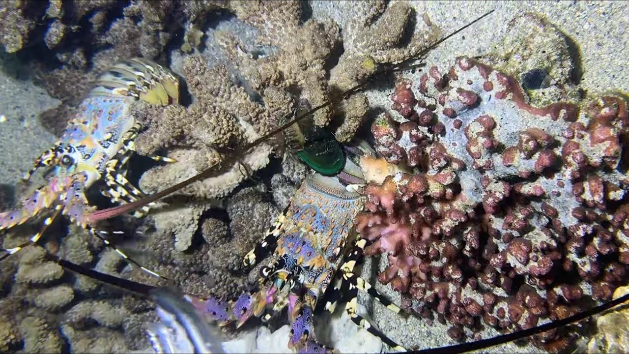 Diving under the sea to catch eels, crabs and sea cucumbers | Part 137-1