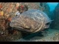 Amazing Goliath Grouper Dive in West Palm Beach, Florida!
