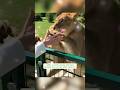 Heartwarming Reunions Between Animals And Their Favourite Humans 