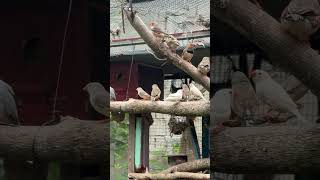 #subscribe #birds #foryou #shortvideo #shorts #short #trending #ytshorts #youtube #reels #zoo #yt