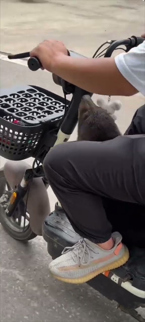 Bear Cub Sits On An Electric Scooter || ViralHog