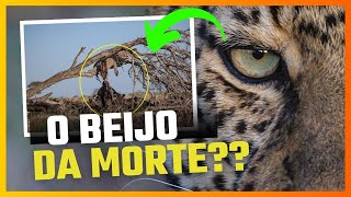 [INACREDITÁVEL] Leopardo BEIJOU Búfalo!??