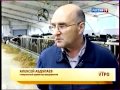Молочное хозяйство Емельяновка Московской области