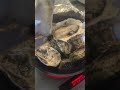 冷凍なのに生で食べられる牡蠣って本当？