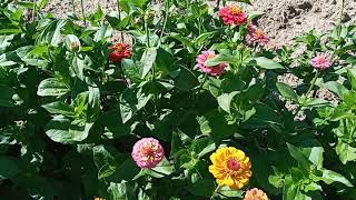 Zinya çiçeği  bakımına dair herşey .( Kirli hanım çiçeği -  Zinnia elegans )