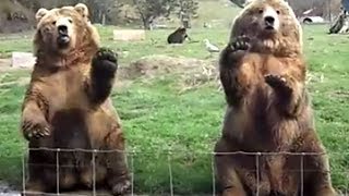 手を振っておねだりするクマ 可愛い 動物おもしろ Youtube