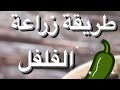 تجربتي في زراعة الفلفل الحار
