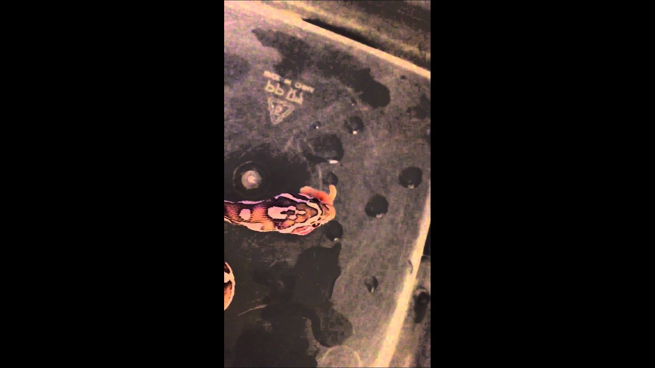 video phone beyonce mp3 Corn Snake - Anery Morph - hatchling eating pinky.