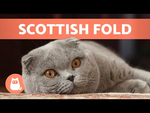 Video: Cat Breeds: Scottish Fold