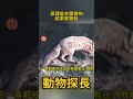 狐狸偷老鷹獵物結果被獵殺 動物世界 狐狸 老鷹 狐狸偷老鷹獵物結果被獵殺 動物世界 狐狸 老鷹