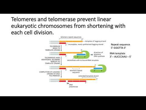 Video: Telomeres: Saīsināšanās Loma Vēža Un Novecošanās Laikā, Kā Izvairīties