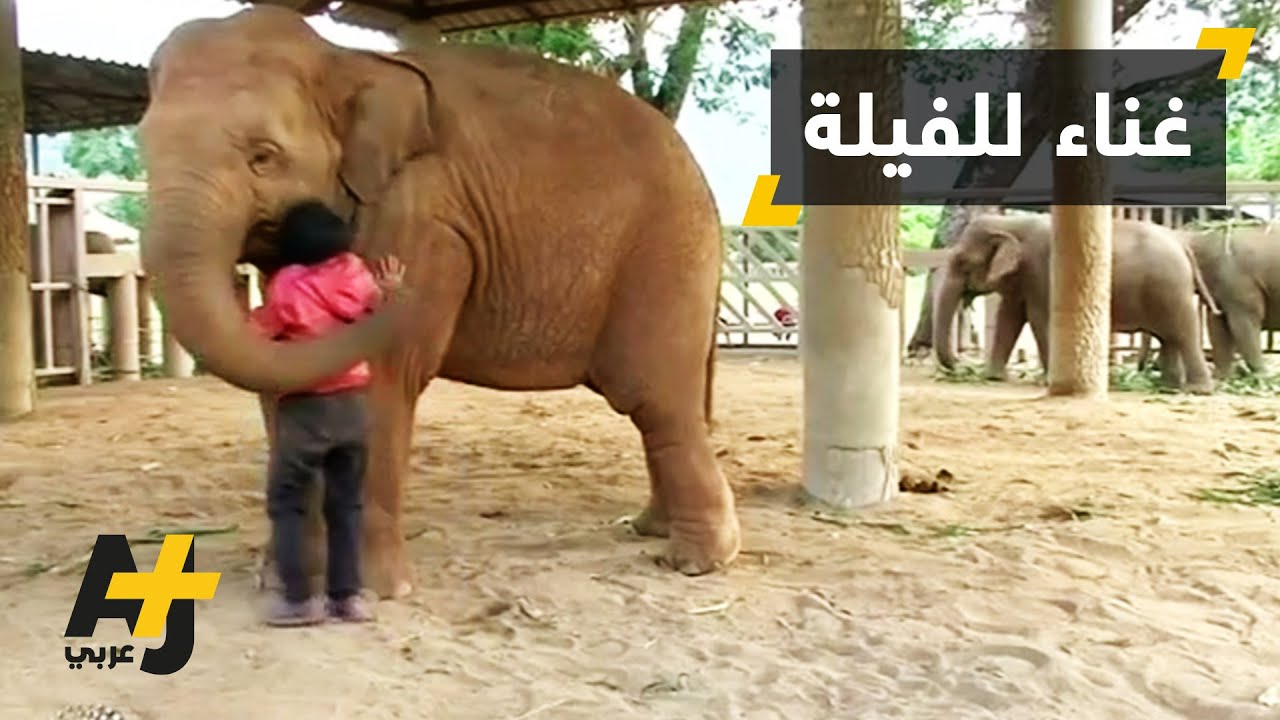 الأغاني تساعد الفيلة على النوم