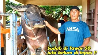 Hebohkan Pasar Mayong..Kerbau Jumbo Leher  Beton Harga 60 juta !!!